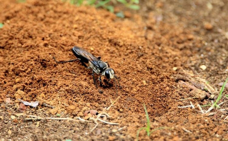 これってハチなの？でも思わぬ危険があるクロアナバチとは？