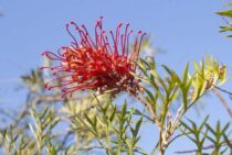 グレビレアはオーストラリア原産。多湿に注意してきれいに咲かせよう