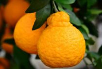 デコポンの育て方を知ろう！デコポンの栽培は初心者にもおすすめ！