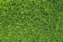 ニオイヒバは緑がきれいな植物！その育て方と剪定方法について紹介