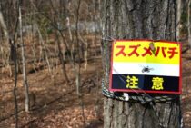 ツマアカスズメバチを見分けて侵略を阻止！生態系を守るのに大切な事