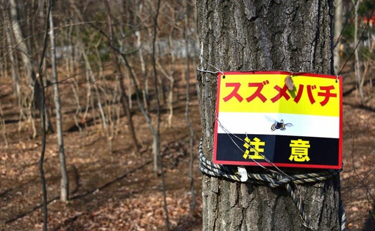 ツマアカスズメバチを見分けて侵略を阻止！生態系を守るのに大切な事