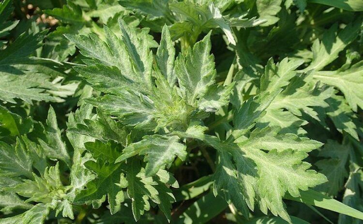 よもぎなど雑草の駆除方法で気をつけることとは?除草や防草について