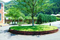 ケヤキ剪定の基本！適切なお手入れ時期と剪定方法をわかりやすく紹介