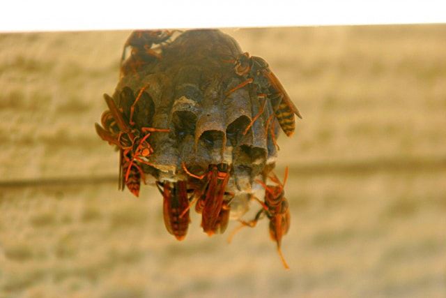 日本には11種ものアシナガバチが生息している