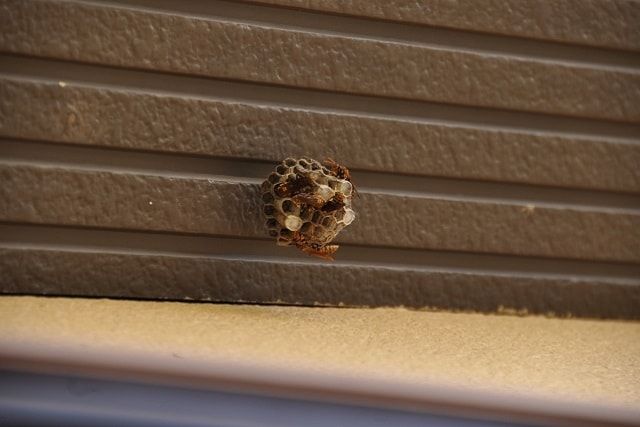 ホソアシナガバチ属には注意が必要！被害にあう前に駆除をしよう！