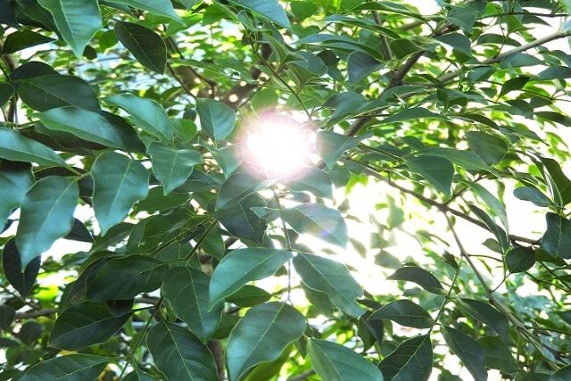 シマトネリコは蜂を引き寄せる!定期的なチェックで巣の早期発見を!