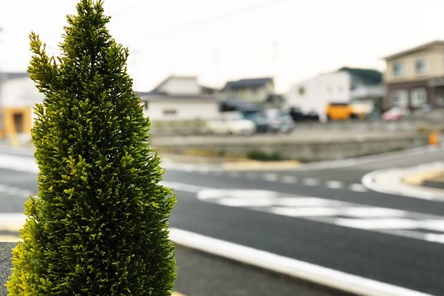 コニファーが枯れるのは日本の環境も原因！あらゆる原因と対処法