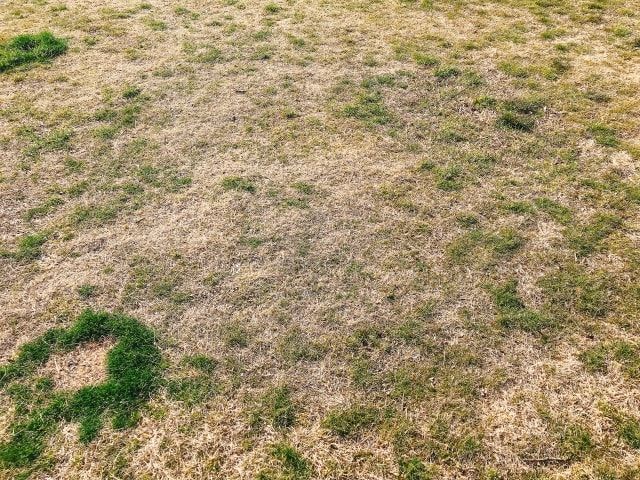 芝生の軸刈りが原因で枯れた場合でもあきらめないで！