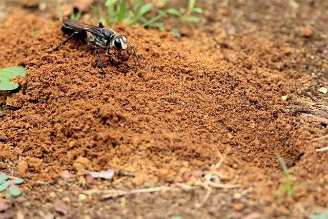 これってハチなの？でも思わぬ危険があるクロアナバチとは？