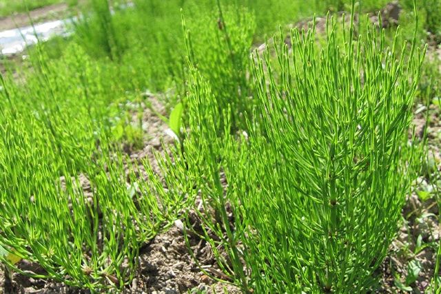 スギナ駆除は除草剤で！芝生でも使える除草剤やテクニックをご紹介