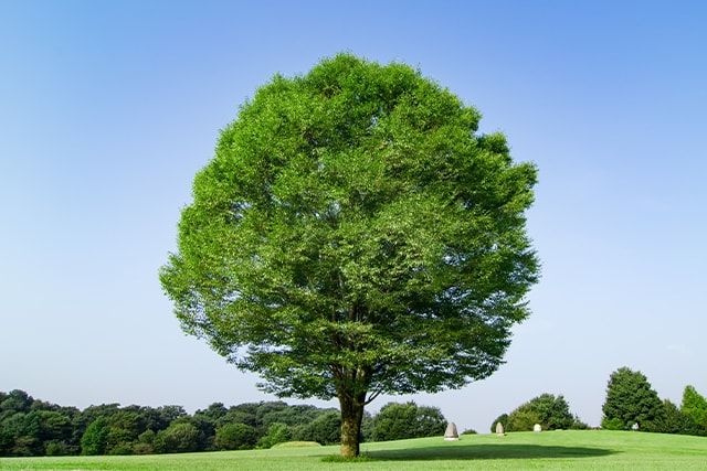 ケヤキの剪定は慎重に！切りすぎると枯れることもある？注意点を紹介