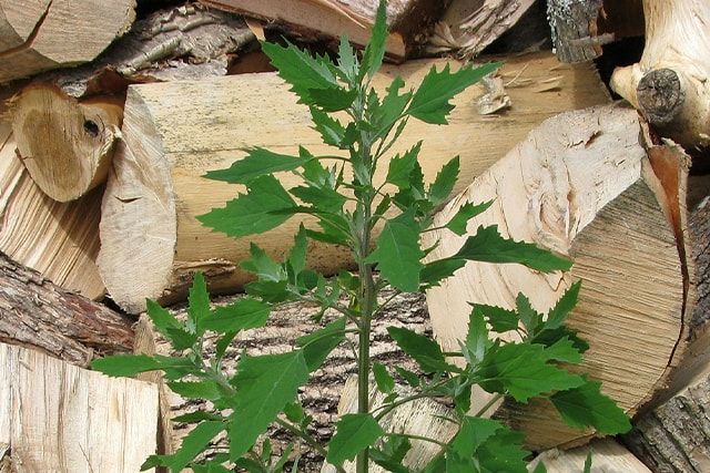 アカザは繁殖能力が高い！その生態と特徴