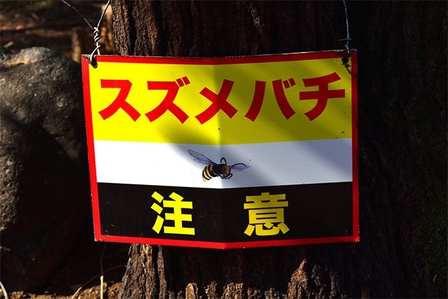 スズメバチの巣は作り始めの段階で駆除を！大きな巣は業者に頼もう！