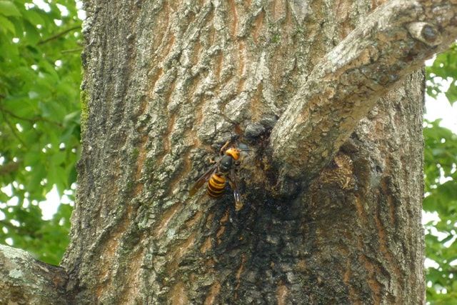 スズメバチの巣の材料は木の皮