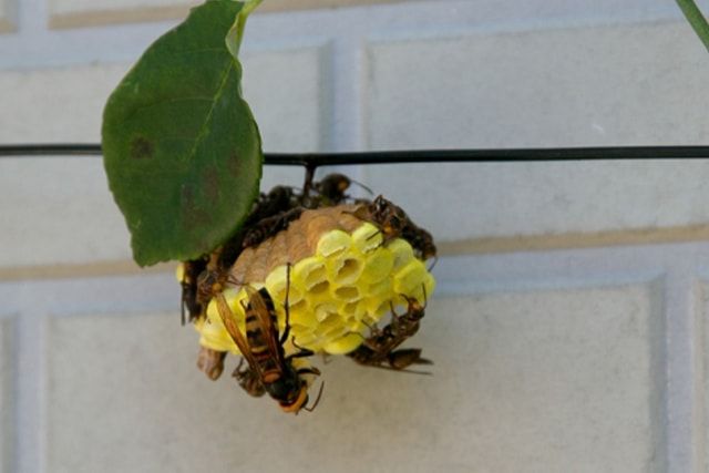 スズメバチは6月頃から群れが大きくなりはじめる