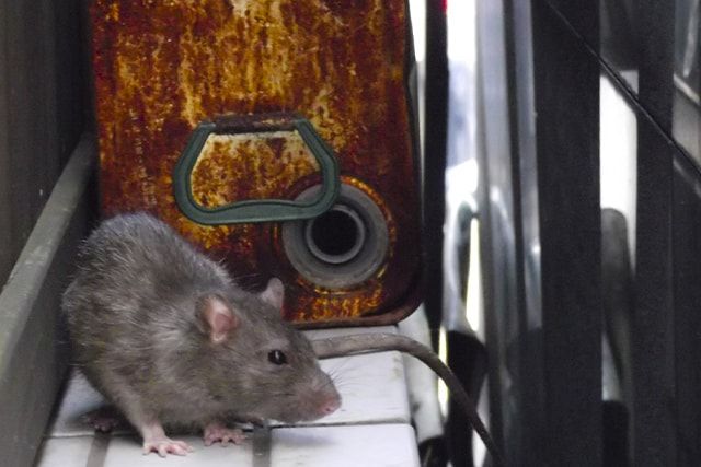被害を与える家ネズミは3種類-ドブネズミ