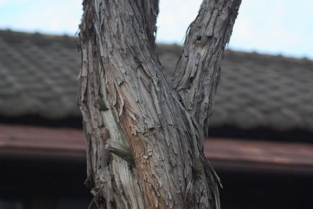 伐採した木を倒す方向を決める