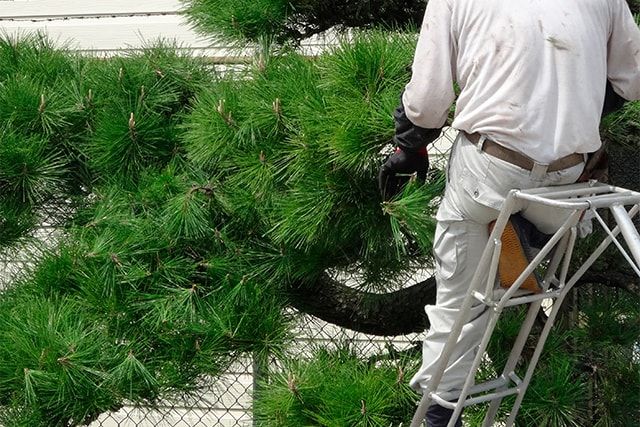 松の剪定➀芽摘みの準備