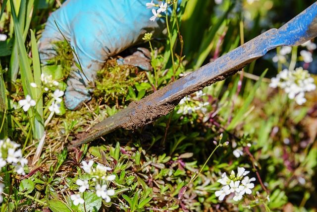 スベリヒユの駆除方法について