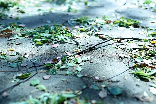 徒長枝を放置すると起こるさまざまな問題