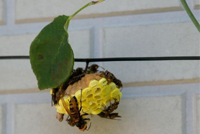 スズメバチの巣は種類によって場所が異なる！巣の場所から特定しよう