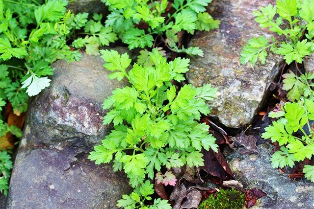 よもぎなど雑草の駆除方法で気をつけることとは？除草や防草について