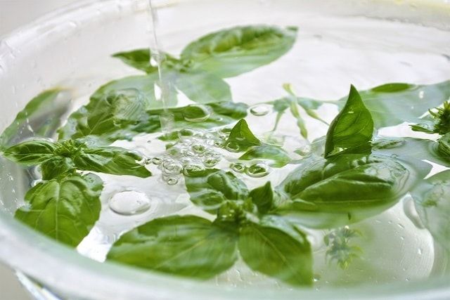 シマトネリコは蜂を引き寄せる!定期的なチェックで巣の早期発見を!