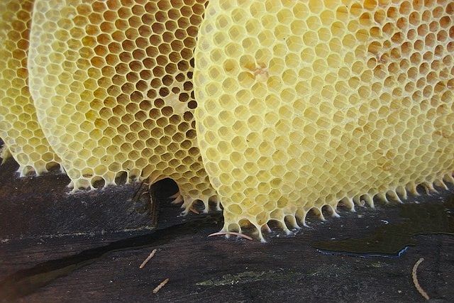 キボシアシナガバチの蜂の巣は黄色が鮮やか。ほかの蜂の巣
