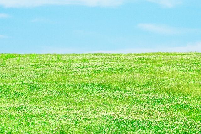 スギナ駆除は除草剤で！芝生でも使える除草剤やテクニックをご紹介