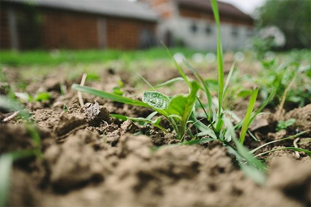 畑の雑草はすき込みで活用しよう！除草と肥料を同時にできる方法とは