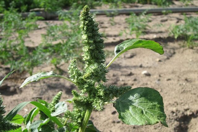 アカザの除草方法