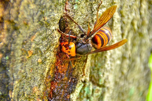 女王蜂と働き蜂の違い。特徴と役割について