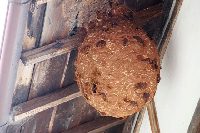 スズメバチの巣は種類によって場所が異なる！巣の場所から特定しよう