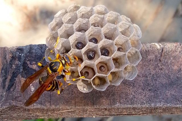 アシナガバチの巣の材料もスズメバチと同じく木