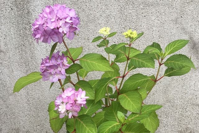 枯れた紫陽花が復活することもある