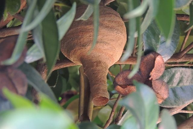 スズメバチが一匹いたら近くに巣がないか探してみよう