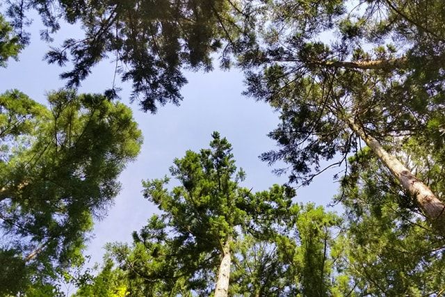 ツマアカスズメバチの営巣場所