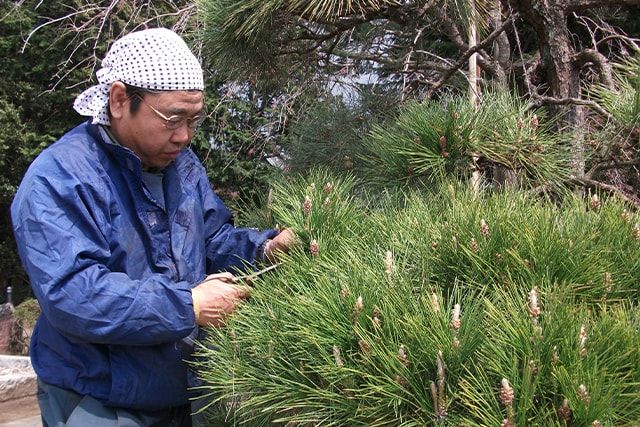 松の剪定②芽摘みの具体的なやり方
