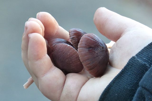 キコガサタケを取り除く方法