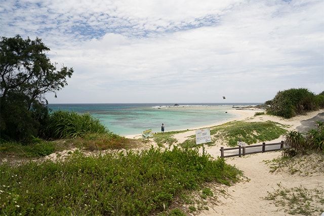 名前のとおり小さい！チビアシナガバチ属の特徴