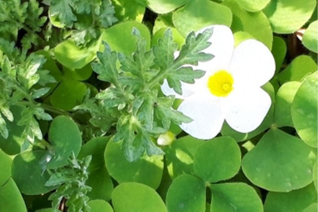 よもぎなど雑草の駆除方法で気をつけることとは？除草や防草について