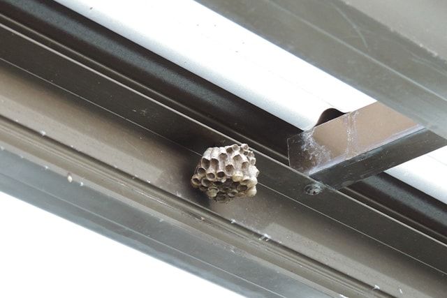 スズメバチの威嚇行動を知っておこう!身を守るためにすべきこととは