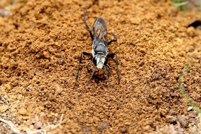 これってハチなの？でも思わぬ危険があるクロアナバチとは？