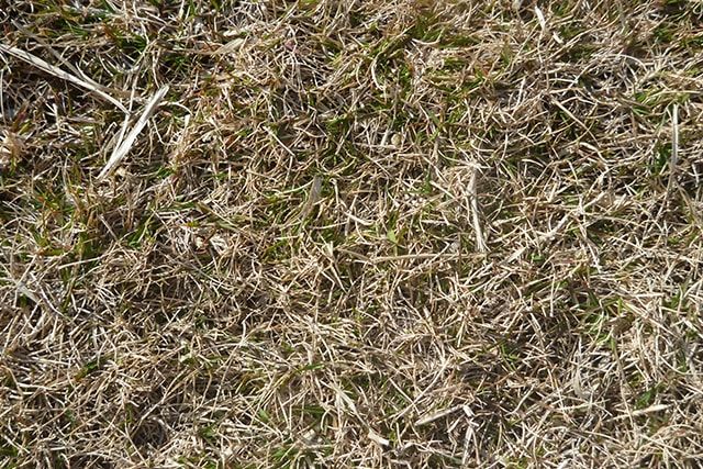 バミューダグラスの手入れ方法