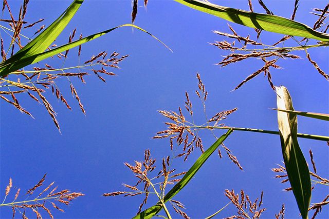 カヤツリグサ科の雑草には多年生のものも。その種類と見分け方