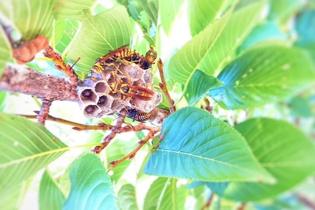 チビアシナガバチ属以外にも危険なアシナガバチはいる