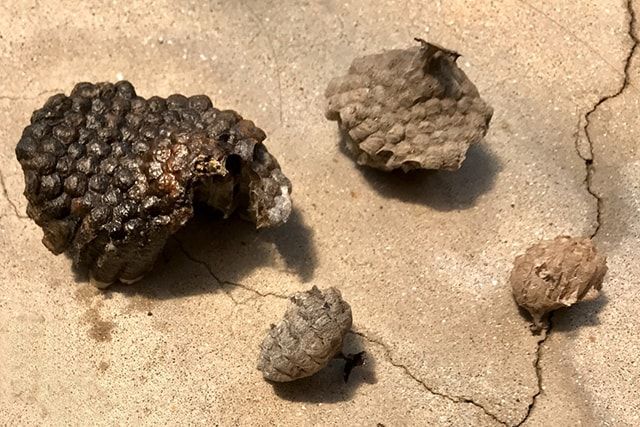 巣が小さければ自分で駆除することもできる