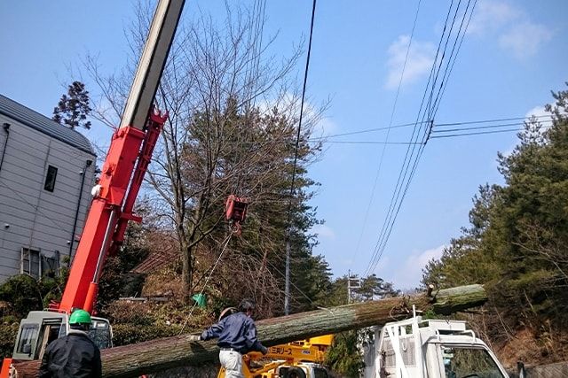 倒木は処理業者に処分してもらおう