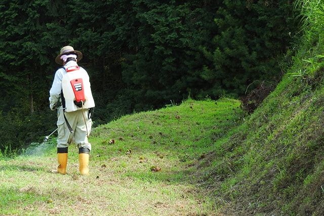 スギナ駆除は除草剤で！芝生でも使える除草剤やテクニックをご紹介